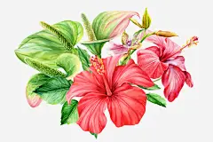 手绘鲜艳花朵绿叶装饰免抠素材_图宝宝 https://bao16.com 包装设计 小清新包装 手绘 红花 绿叶 花朵 花朵装饰 装饰 贺卡设计 鲜艳