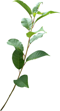 zhay1996采集到植物素材