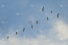 一小群鹤在南北方繁殖地和越冬地之间迁徙，映衬着蓝天白云，复制空间