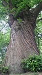 Bark of the sweet chestnut tree has a lot of character. The only drawback would be the large spiked chestnut husk littering the ground.