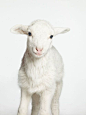 little lamb #萌#