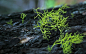 ID-904985-高清晰蕨类植物摄影-苔藓高清大图