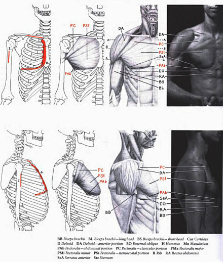 【学人体】男性身体上的肌肉块~~~