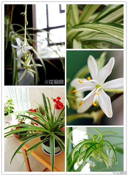 吊兰又称垂盆草百合科常绿草本植物金心吊兰金边吊兰等是常见的品种