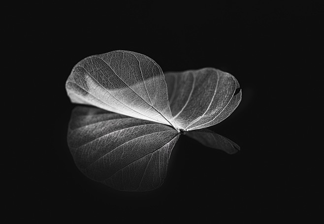 ForEnzo祖，植物，花，草，草坪，草...