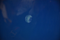 水母（Jelly Fish）