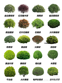 FD-landscape采集到植物选型