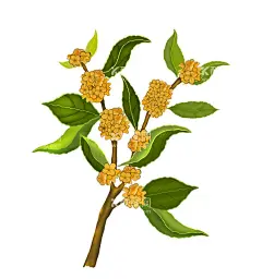 手绘桂花  - 源文件下载【酷图网】古风花卉,桂花,水彩桂花,桂花插画,桂花糕,桂花线稿,桂花蜜,植物,水墨桂花,水墨花卉,水彩扇面画,水彩花卉,花卉装饰画,金桂,