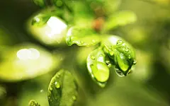 绿色背景元素摄影图片-绿色背景元素摄影作品-千库网

清新绿色植物护眼高清电脑桌面壁纸图片大全高清大图预览1024x768_植
相关搜索

绿色养眼图片

纯绿色全屏背景图

保护眼睛图片绿色背景

新芽绿叶绿色叶子地面摄影图片_图片114

小清新绿色护眼花卉植物图片桌面壁纸高清大图预览1920×1200_植物壁

地球绿色表面图片-地球绿色表面素材-地球绿色表面插画-摄图新视界

春天新芽图片-春天新芽素材-春天新芽插画-摄图新视界

绿色雏菊图片-绿色雏菊素材-绿色雏菊插画-摄图新视界

绿色春摄影