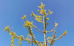 深秋银杏叶唯美高清风景图片桌面壁纸