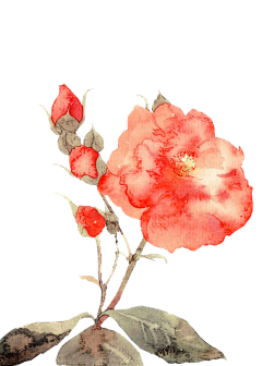 荠菜肉丸子采集到手账