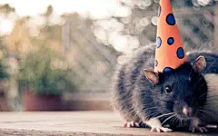 仓鼠壁纸高清_百度图片搜索