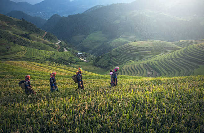 Farmer in rice terra...