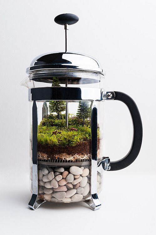 Coffee Terrarium