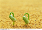 绿芽生命-沙中的绿色嫩芽
