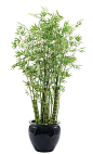 $999  Bamboo (T26-7): Bamboo, shown in container option E, Black Fishbowl, 42wx7.5'h