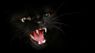 General 1920x1080 cats dark animals mammals animal eyes