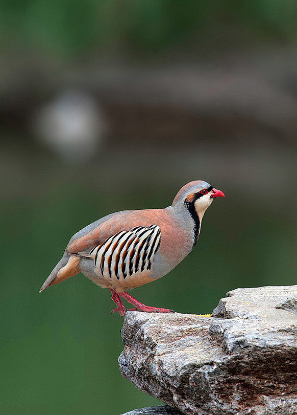 石鸡鸟纲国家三级保护动物