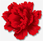 红色牡丹花