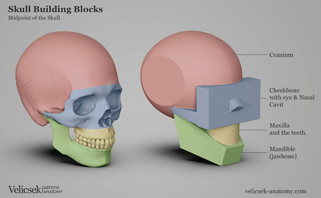 Anatomy Studies , Gu...