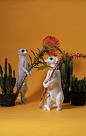 Meerkat X VASE