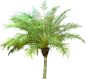 20 Free Tree PNG Images  - phoenixr01L植物素材 树