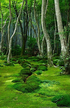 爱江山也爱猫采集到部落森林