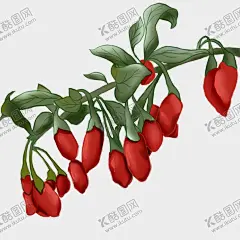 手绘枸杞 【酷图网】枸杞,手绘枸杞,中草药,草本植物,枸杞包装,枸杞绘画,手绘值物花草,手绘中草药,手绘枸杞籽,复古医书草药,手绘草药,本草纲目,中医文化,枸杞插画,中草药包装,包装设计元素,原创手绘枸杞,枸杞海报,中草药植物,枸杞粉,枸杞子,宁夏枸杞,野山枸杞,野生枸杞,枸杞元素,插图,插画手稿,中药插画,中药手绘