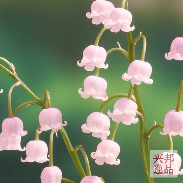 现货带盆日本桃花铃兰粉色铃兰花耐寒多年宿根草兴邦逸品山野草淘宝网
