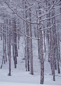 冰天雪地 474