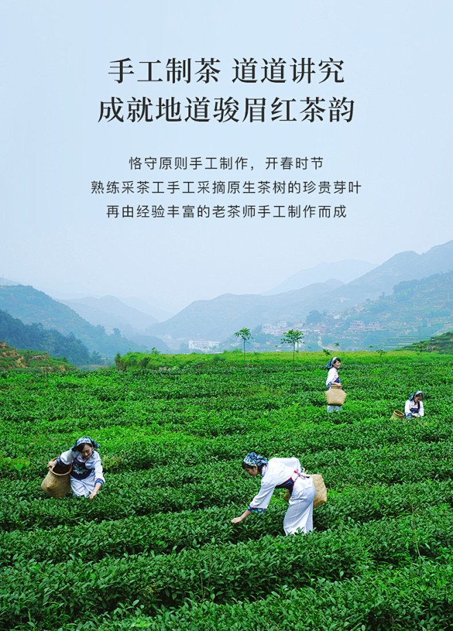 八马茶叶 金骏眉红茶武夷山桐木关金骏眉小...