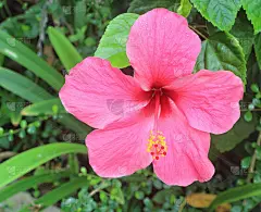 花园里有粉红色的芙蓉花