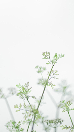 花儿_采集到花鸟/小动物