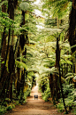 redwood-forest-rotorua-new-zealand