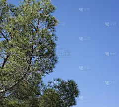 蓝色天空下的派恩·斯坦科维奇。大型的绿色针叶树的针叶。