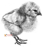 动物素描教程   www.xuehuahua.net/sumiao/  #素描画# #素描#