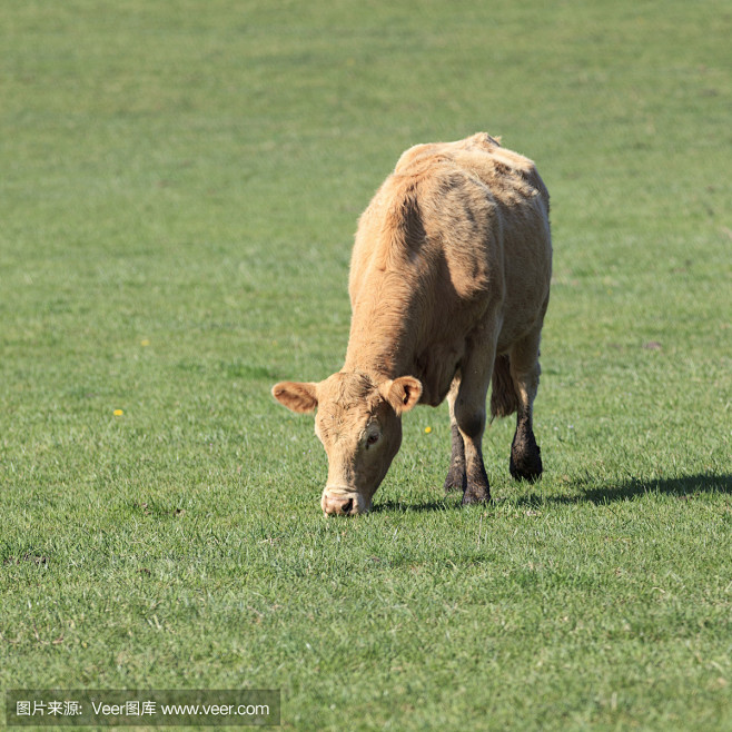 放牛
Grazing Cow