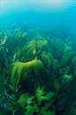 #海藻#加利西亚
