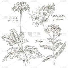 药草人参、强权、米箔的插图.