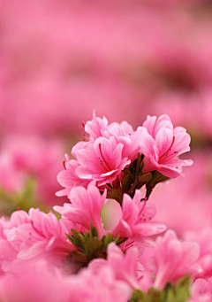 GNEFOAIXH采集到花