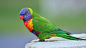 一般 3333x1875 鹦鹉 澳洲鹦鹉 鸟 景深 动物 羽毛 多彩 自然
