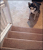 Husky wins ''hide and seek'' - Imgur