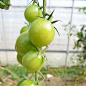 【开年大吉】绿宝石番茄500g小番茄迷你绿西红柿青色-tmall.com天猫