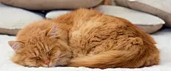 猫咪背景高清素材 banner 博客 可爱 宠物 广告 摄影 海报banner 淘宝 猫 猫咪 睡眠 茶色 风景 黄色 摄影照片 设计图片 免费下载 页面网页 平面电商 创意素材