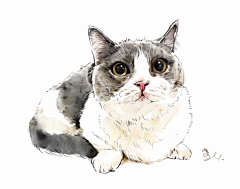速画本采集到画猫，宠物画像，猫咪画像，猫咪手绘