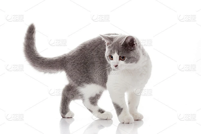 白底上的小猫。素材-花瓣网
