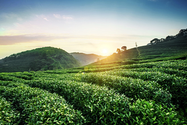 茶叶茶具种植园素材@两秒视觉