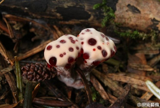 佩氏亚齿菌拉丁学名hydnellumpeckii别称奶油草莓出血亚齿菌红汁牙