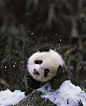 Panda Bear In The Snow | Cutest Paw