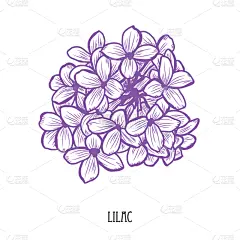 动物手,夏天,笔触,手艺,自然,图像,绘制,插花,排列,庆祝